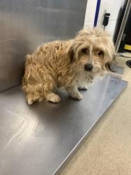 Shelter Stray Male Dog last seen Near STEWART ST, Central District, TX, 355 Hillshire Dr, Haslet, TX 76052, USA