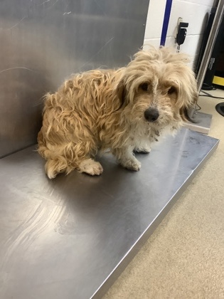 Shelter Stray Male Dog last seen Near STEWART ST, Central District, TX, 355 Hillshire Dr, Haslet, TX 76052, USA