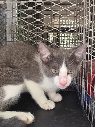 Shelter Stray Unknown Cat last seen Near balfour dr, Cedar Hill, TX, 1150 E Pleasant Run Rd, Cedar Hill, TX 75104, USA