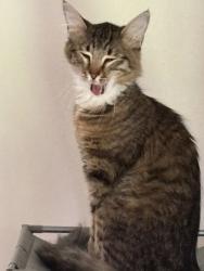 Shelter Stray Female Cat last seen Near Welcome All Rd, College Park, GA, 1251 Fulton Industrial Blvd NW, Atlanta, GA 30336, USA