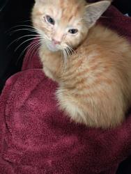 Shelter Stray Female Cat last seen Near Welcome All Rd, College Park, GA, 1251 Fulton Industrial Blvd NW, Atlanta, GA 30336, USA