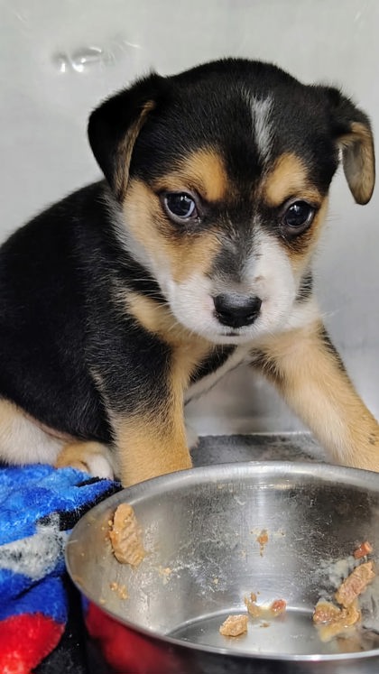 Shelter Stray Male Dog last seen Walgreens By Smiths (LLAC) OWNER ARRESED, Los Lunas, , 1209 NM-314, Los Lunas, NM 87031, USA