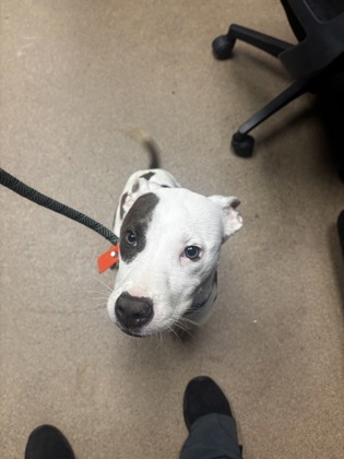 Shelter Stray Male Dog last seen Near Rainbow forest circle 3117 I, 30034, GA, 3280 Chamblee Dunwoody Rd, Chamblee, GA 30341, USA