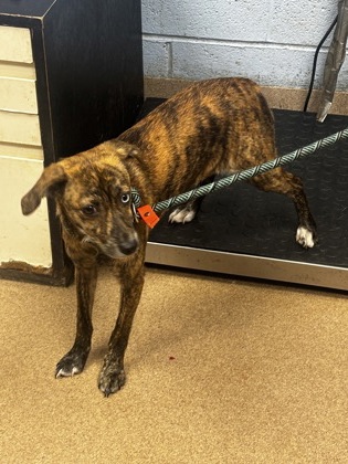 Shelter Stray Female Dog last seen Near Northeast Expy NE, Brookhaven, GA 30329, 30329, GA, 3280 Chamblee Dunwoody Rd, Chamblee, GA 30341, USA