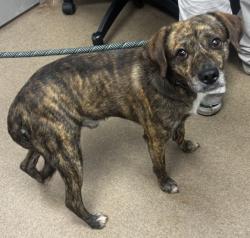 Shelter Stray Male Dog last seen Near Northeast Expy NE, Brookhaven, GA 30329, 30329, GA, 3280 Chamblee Dunwoody Rd, Chamblee, GA 30341, USA