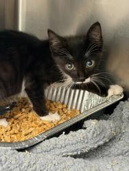 Shelter Stray Unknown Cat last seen Near Rosser Terrace Tucker, GA 30084, 30084, GA, 3280 Chamblee Dunwoody Rd, Chamblee, GA 30341, USA