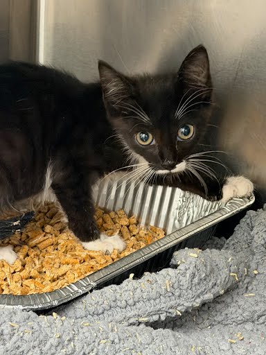 Shelter Stray Unknown Cat last seen Near Rosser Terrace Tucker, GA 30084, 30084, GA, 3280 Chamblee Dunwoody Rd, Chamblee, GA 30341, USA