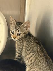 Shelter Stray Unknown Cat last seen Near Rosser Terrace Tucker, GA 30084, 30084, GA, 3280 Chamblee Dunwoody Rd, Chamblee, GA 30341, USA