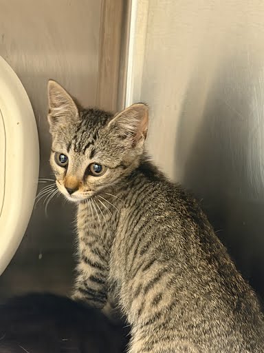 Shelter Stray Unknown Cat last seen Near Rosser Terrace Tucker, GA 30084, 30084, GA, 3280 Chamblee Dunwoody Rd, Chamblee, GA 30341, USA