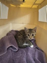 Shelter Stray Unknown Cat last seen Near Covington Hwy Lithonia, GA  30058, 30058, GA, 3280 Chamblee Dunwoody Rd, Chamblee, GA 30341, USA