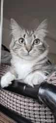 Lost Female Cat last seen SE Division Street, Portland, OR 97233
