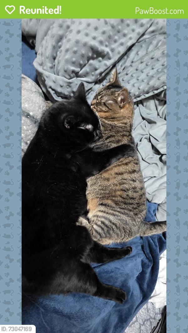 Reunited Male Cat last seen 84th st and Pacific Ave, Tacoma, WA 98444