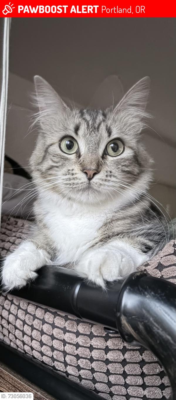 Lost Female Cat last seen SE Division Street, Portland, OR 97233