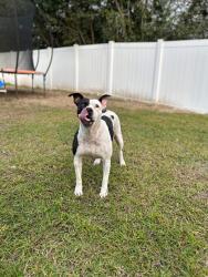 Lost Female Dog last seen 93rd Lane Road, Dunnellon, FL 34431