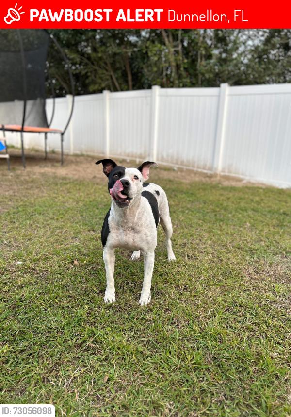Lost Female Dog last seen 93rd Lane Road, Dunnellon, FL 34431