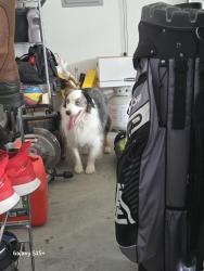Reunited Unknown Dog last seen Garage at 1321 ne kenwood dr lees summit, mo, Lee's Summit, MO 64064
