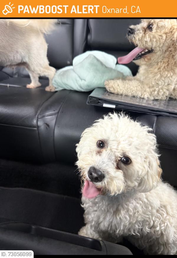 Found/Stray Unknown Dog last seen Stroube, Oxnard, CA 93036