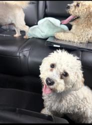 Found/Stray Unknown Dog last seen Stroube, Oxnard, CA 93036