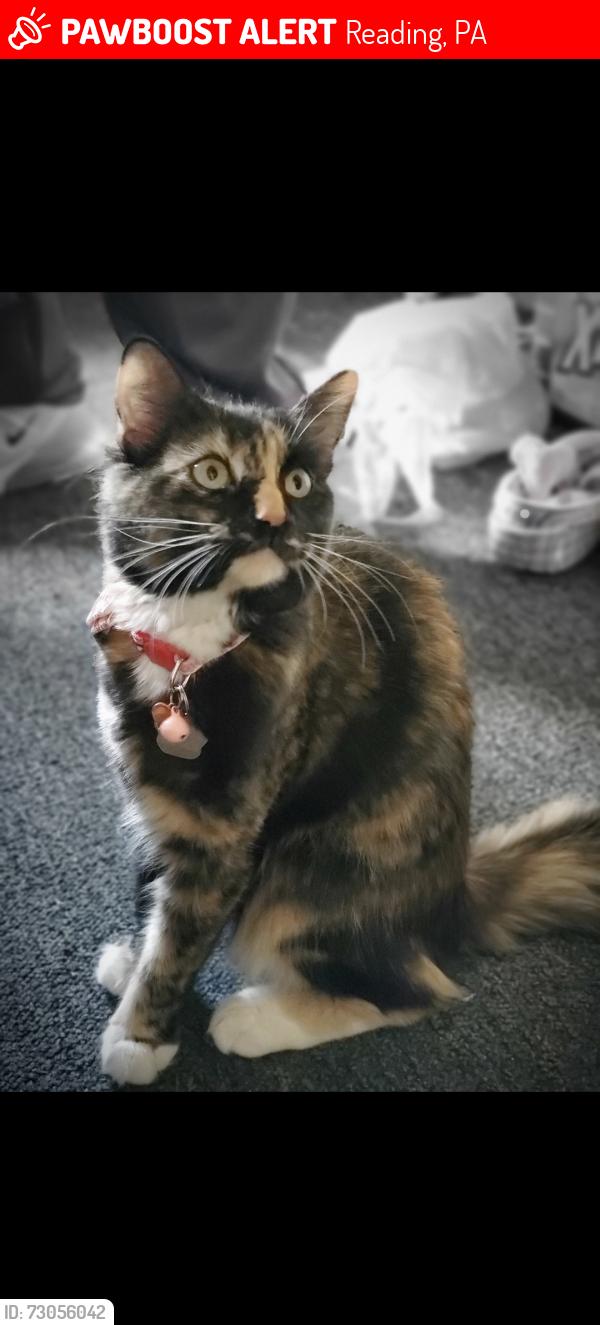 Lost Female Cat last seen Clymer and Perkiomen, Reading, PA 19602