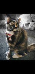 Lost Female Cat last seen Clymer and Perkiomen, Reading, PA 19602