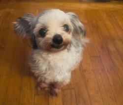 Lost Female Dog last seen Whitman Street Tennyson High School Hayward Ca, Hayward, CA 94544