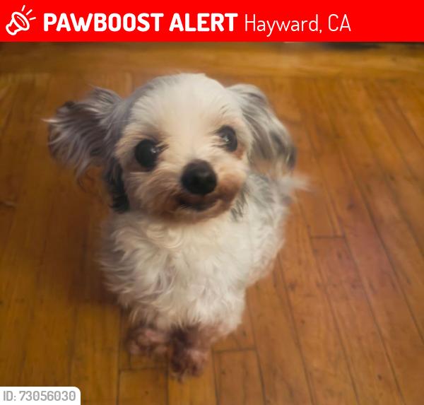 Lost Female Dog last seen Whitman Street Tennyson High School Hayward Ca, Hayward, CA 94544