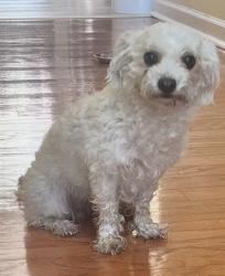 Found/Stray Female Dog last seen Parkside Village Community, Lithia Springs, Lithia Springs, GA 30122