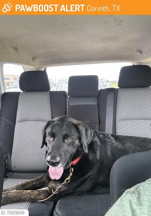 Found/Stray Male Dog last seen Lake sharon and post oak, Corinth, TX 76210