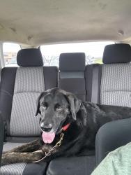 Found/Stray Male Dog last seen Lake sharon and post oak, Corinth, TX 76210