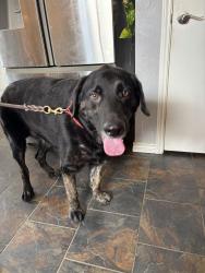 Found/Stray Male Dog last seen Post Oak Dr and Lake Sharon Dr, Corinth, TX 76208