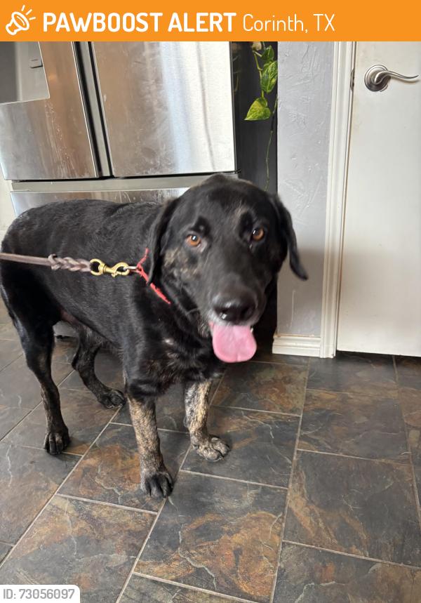 Found/Stray Male Dog last seen Post Oak Dr and Lake Sharon Dr, Corinth, TX 76208