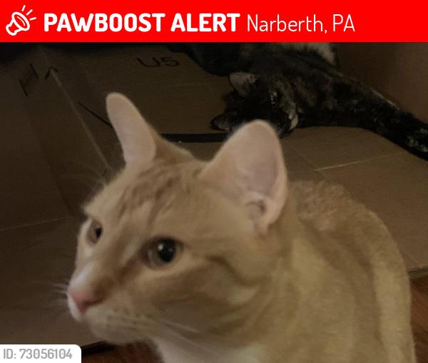 Lost Male Cat last seen Near Great American Pub (Narberth), Narberth, PA 19072