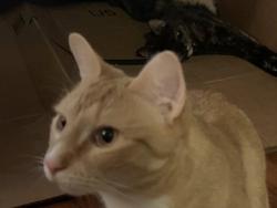 Lost Male Cat last seen Near Great American Pub (Narberth), Narberth, PA 19072