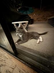 Found/Stray Unknown Cat last seen Brooktree terrace 92131, San Diego, CA 92131