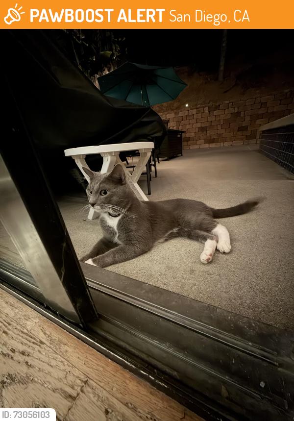 Found/Stray Unknown Cat last seen Brooktree terrace 92131, San Diego, CA 92131