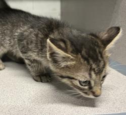 Shelter Stray Female Cat last seen Near S Clear Vista Drive, Kearns Township, UT, 84118, 511 W 3900 S, Salt Lake City, UT 84123, USA