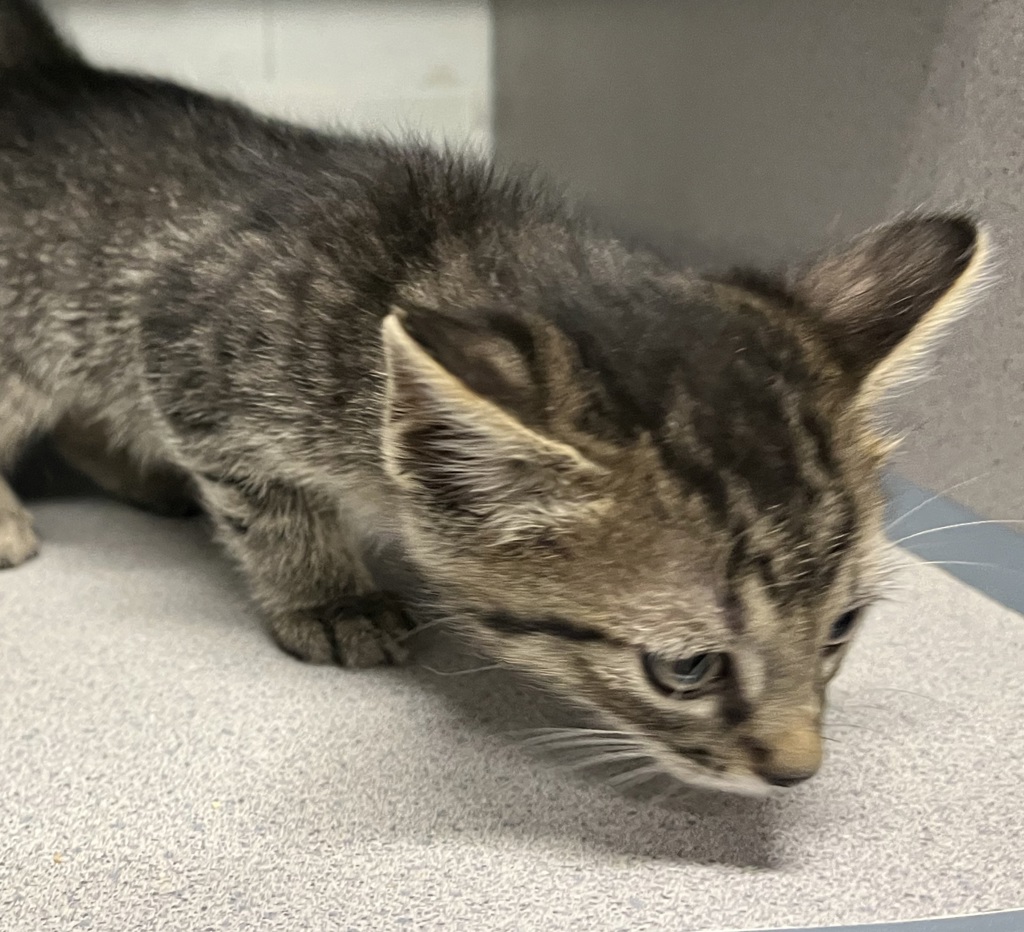 Shelter Stray Female Cat last seen Near S Clear Vista Drive, Kearns Township, UT, 84118, 511 W 3900 S, Salt Lake City, UT 84123, USA
