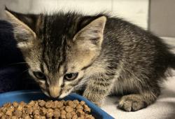 Shelter Stray Male Cat last seen Near S Clear Vista Drive, Kearns Township, UT, 84118, 511 W 3900 S, Salt Lake City, UT 84123, USA