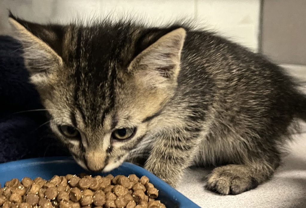 Shelter Stray Male Cat last seen Near S Clear Vista Drive, Kearns Township, UT, 84118, 511 W 3900 S, Salt Lake City, UT 84123, USA