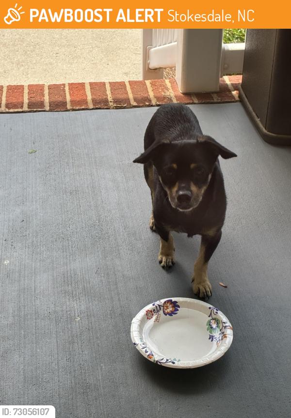 Found/Stray Male Dog last seen Southard Rd/65, Stokesdale, NC 27357