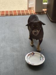 Found/Stray Male Dog last seen Southard Rd/65, Stokesdale, NC 27357