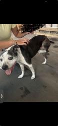 Reunited Male Dog last seen Legacy golf club , Panama City Beach, FL 32407