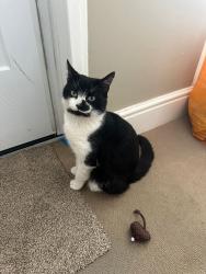 Lost Male Cat last seen Grosvenor road garden , Harborne, England B17