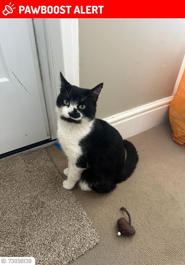 Lost Male Cat last seen Grosvenor road garden , Harborne, England B17