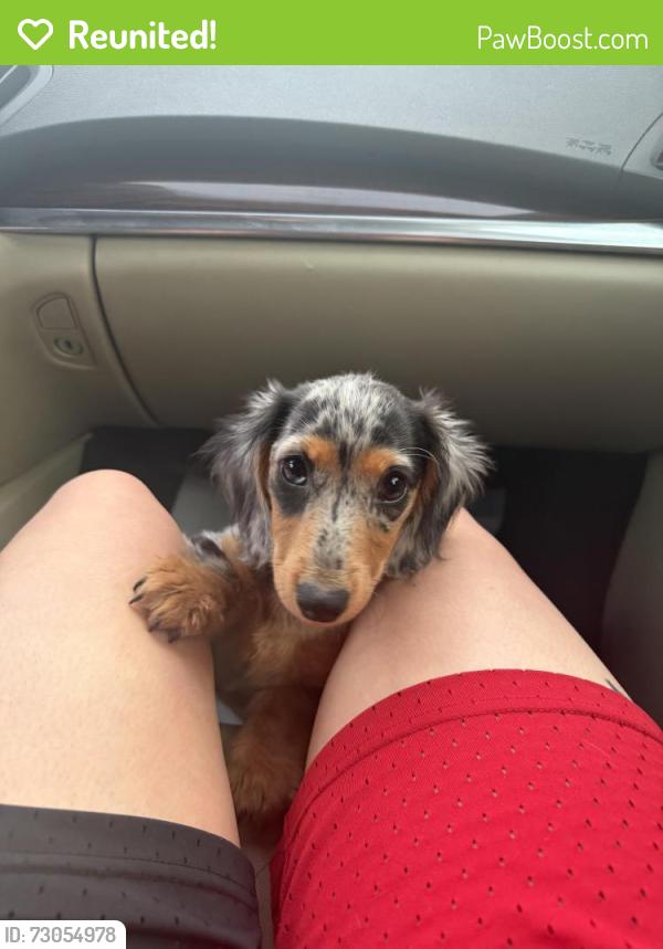 Reunited Female Dog last seen Near Valdosta Rd, San Jose, CA 95121, USA, San Jose, CA 95121