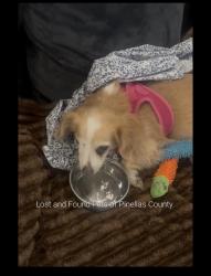 Reunited Female Dog last seen Clover Hill Rd, Palm Harbor, FL 34683