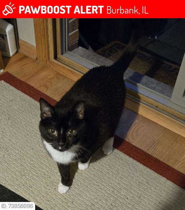 Lost Male Cat last seen South 83rd & Moody Ave, Burbank, IL 60459