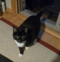 Lost Male Cat last seen South 83rd & Moody Ave, Burbank, IL 60459