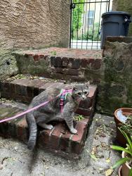 Reunited Female Cat last seen 18th & Washington, Philadelphia, PA 19146