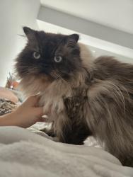 Reunited Male Cat last seen Downtown Herndon, Herndon, VA 20170